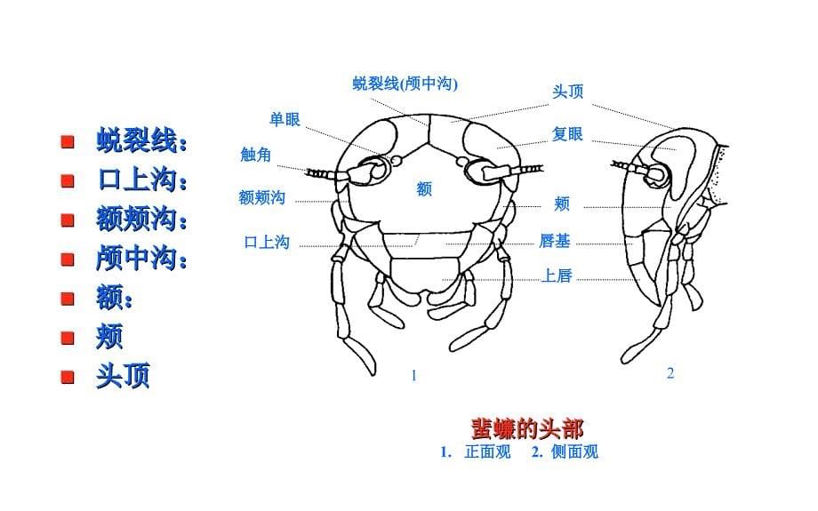 第1章第一节储粮害虫的外部形态_第5页