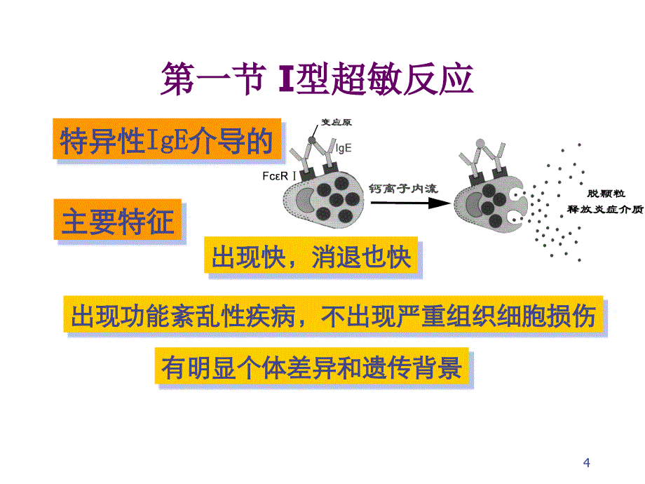 C17-超敏反应_第4页