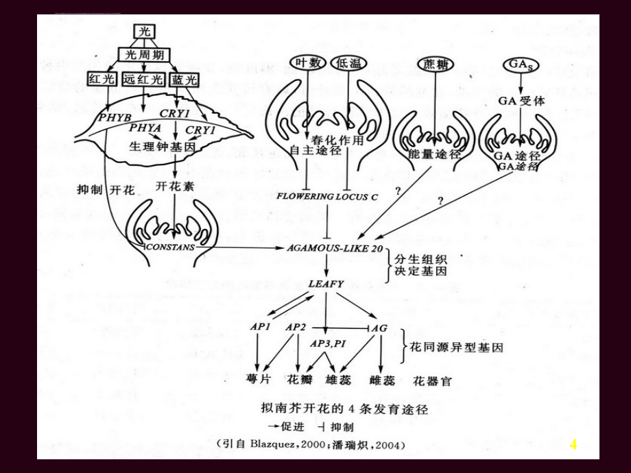 植物生理-生殖生理_第4页