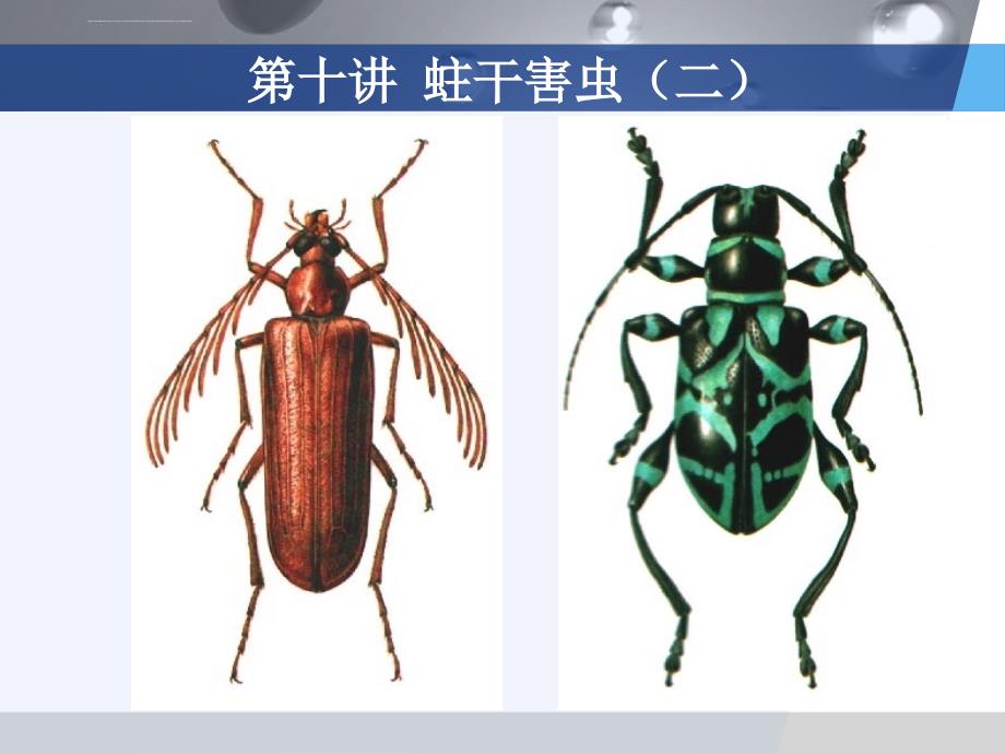 森林昆虫学--十(二)_蛀干害虫_(1)_第1页