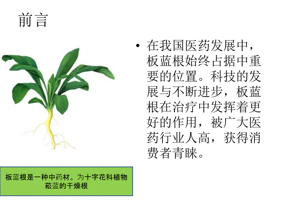 盘县板蓝根栽培技术_第2页