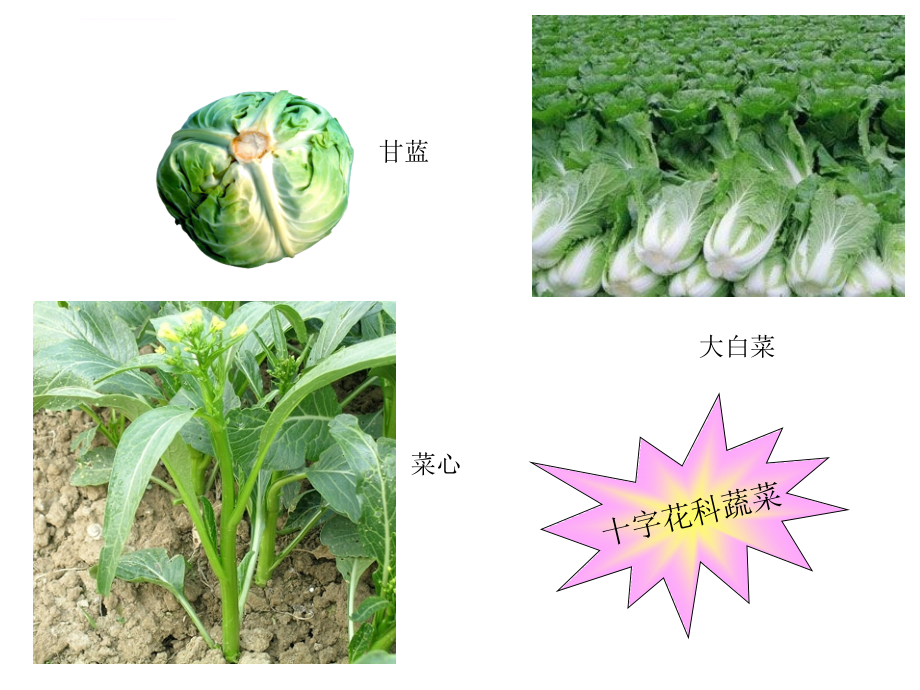 常见蔬菜病虫害介绍及防治_第4页