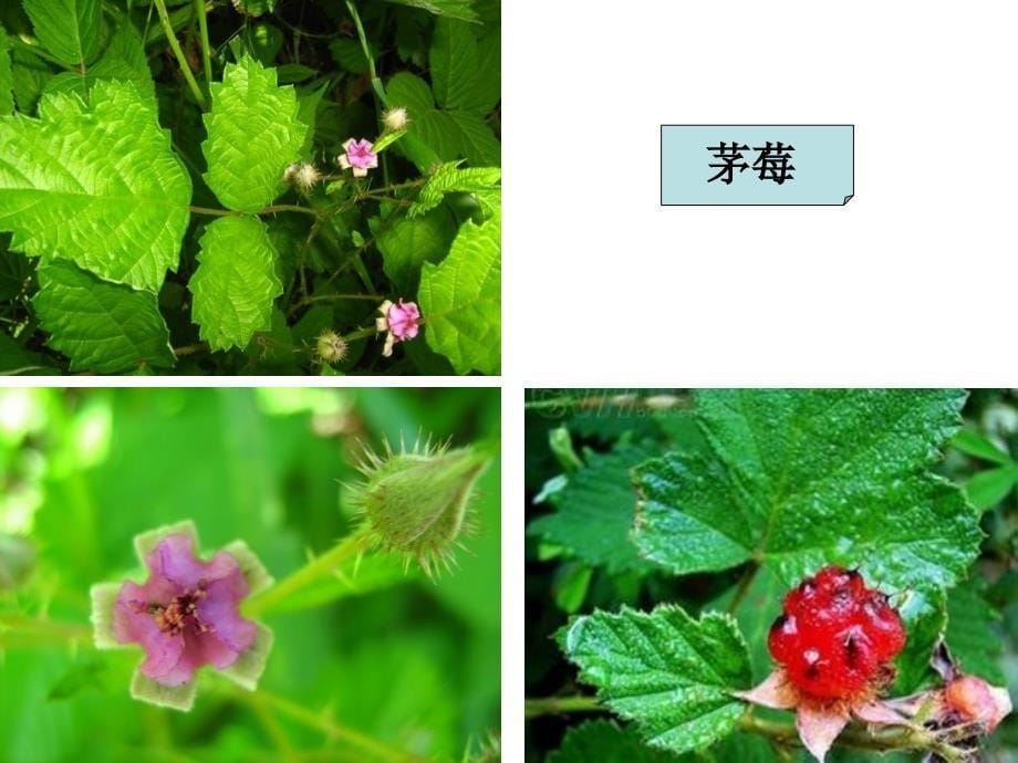 教科版小学科学六年级上册《多种多样的植物》课件_第5页