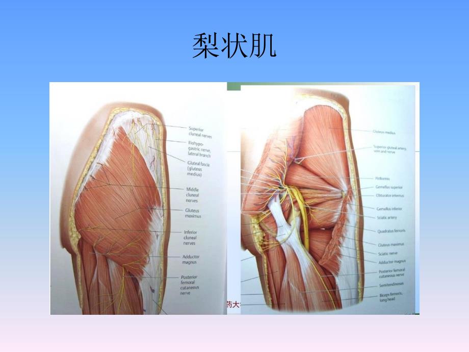 下肢运动肌ppt课件_第4页