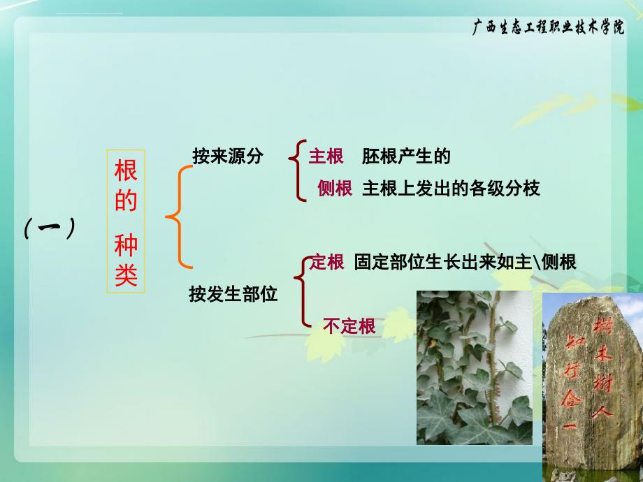 园林植物形态术语_第3页