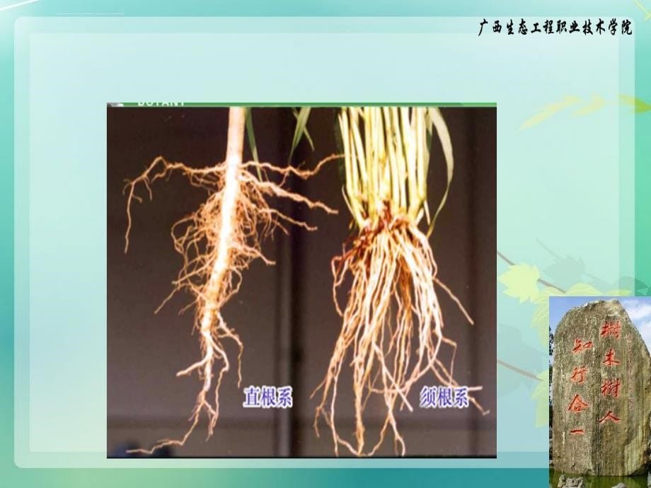 园林植物形态术语_第5页