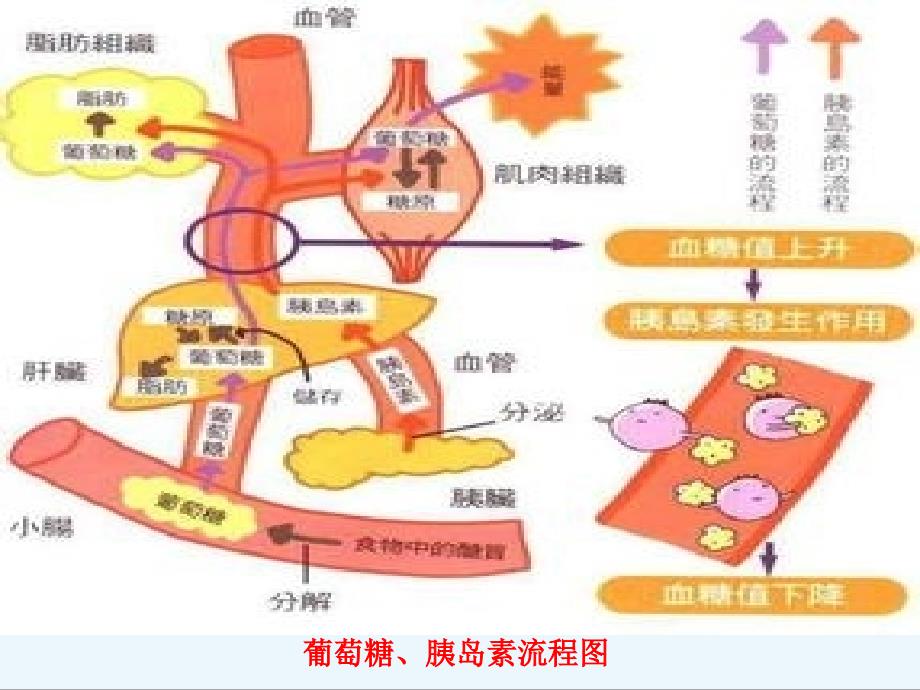 糖尿病课件精华版_第4页