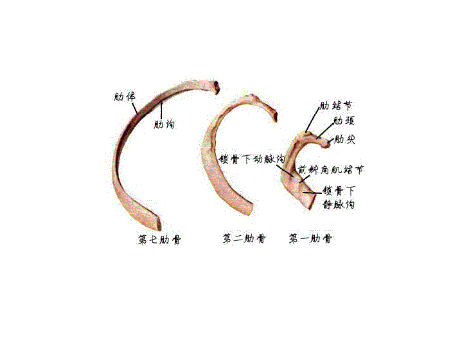 骨与关节系统解剖图谱_第2页