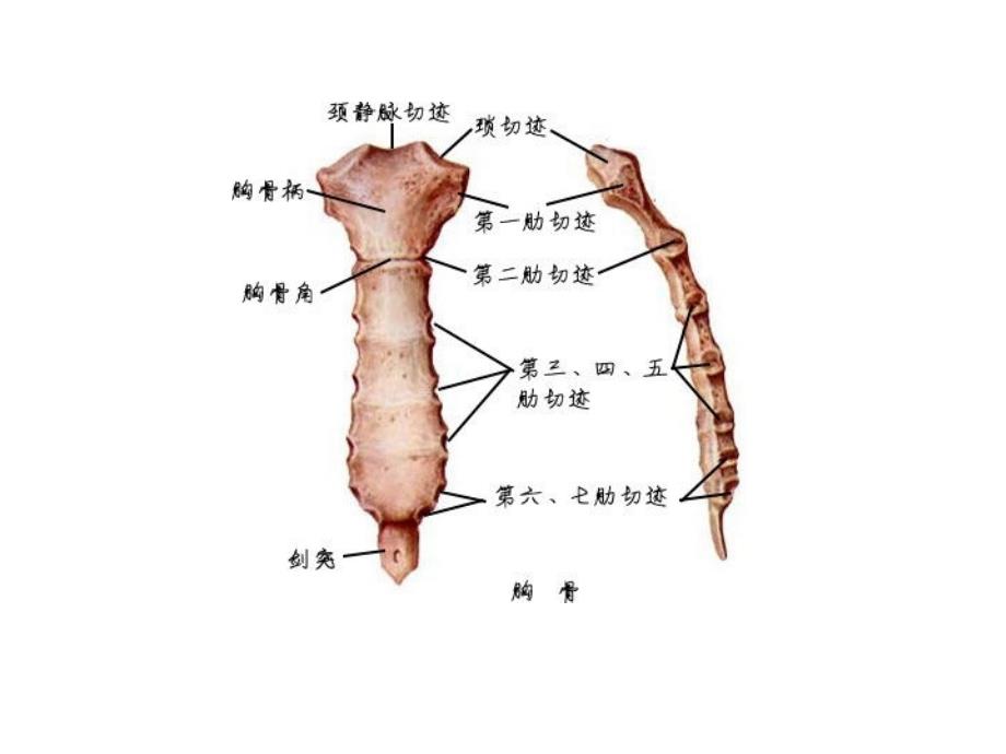 骨与关节系统解剖图谱_第3页