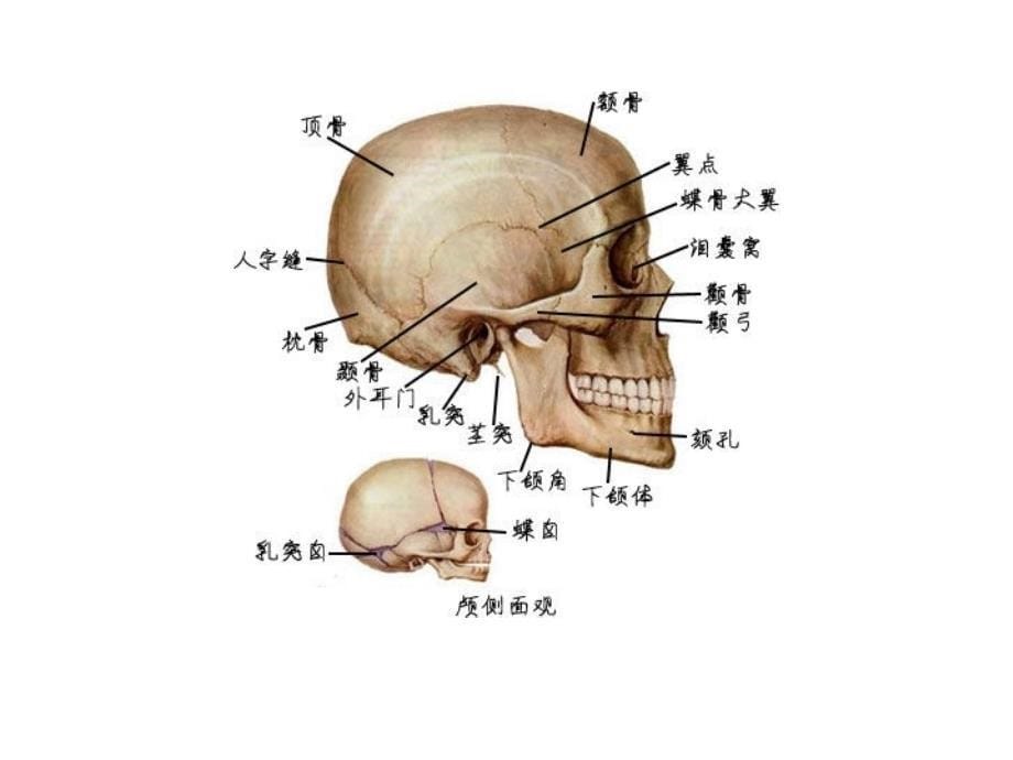 骨与关节系统解剖图谱_第5页