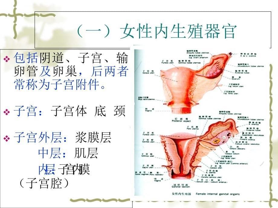 妇产科超声诊断_第5页