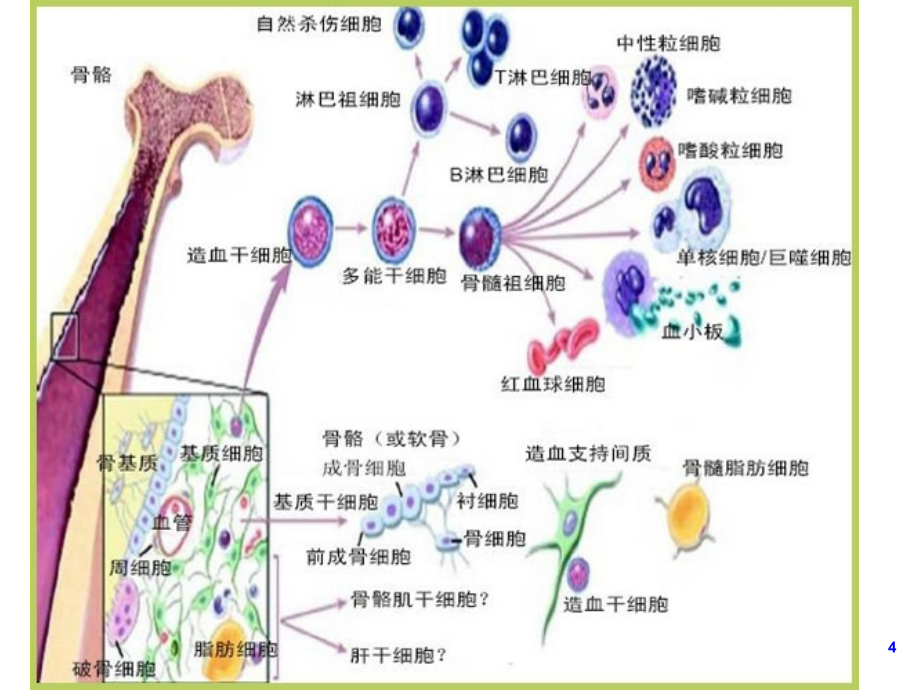 血液病基础_第4页