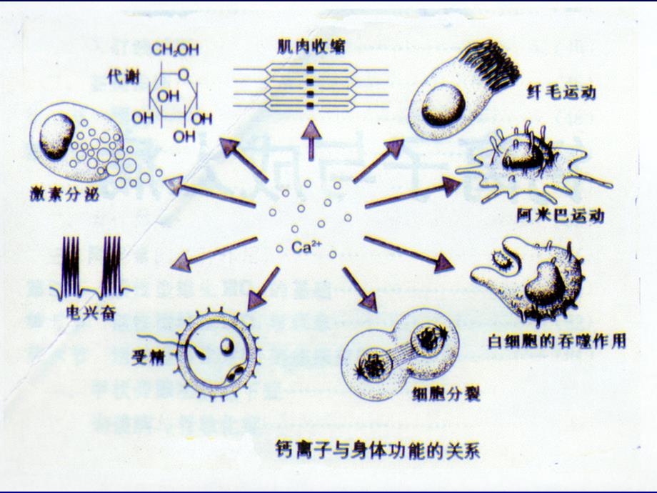 钙与骨质疏松症_第3页