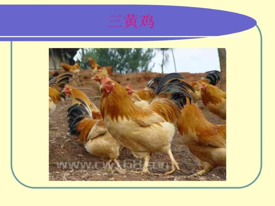 肉鸡饲养管理技术幻灯片_第4页