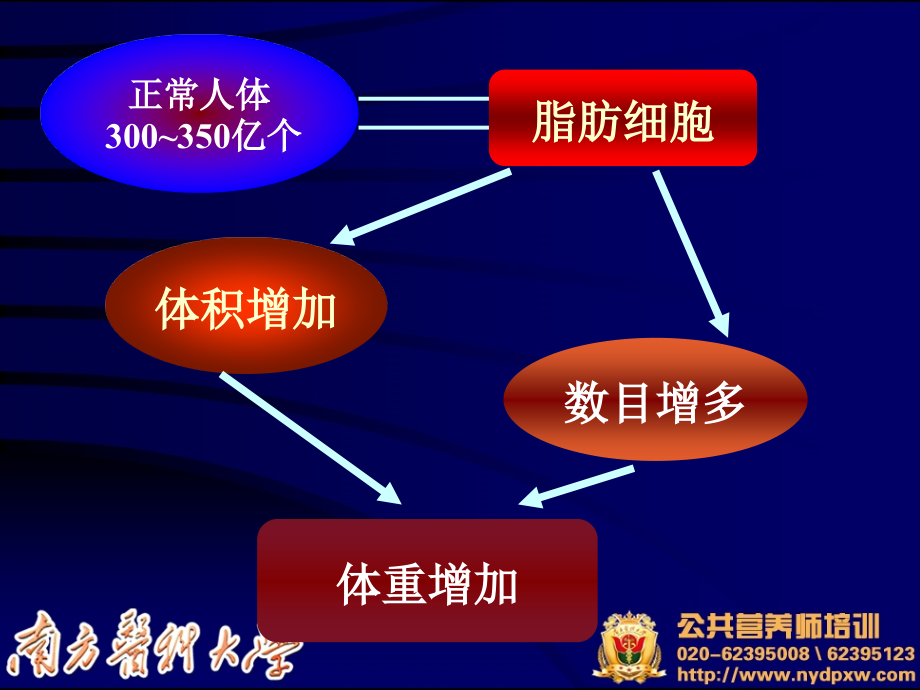 健康管理师培训课件—健康管理师(肥胖症)_第3页