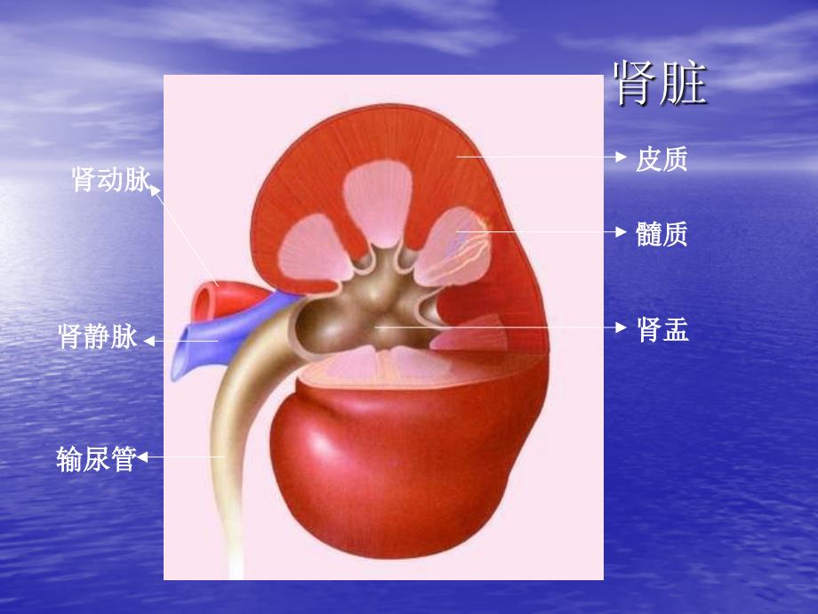 上传七年级生物尿的形成和排出_第3页