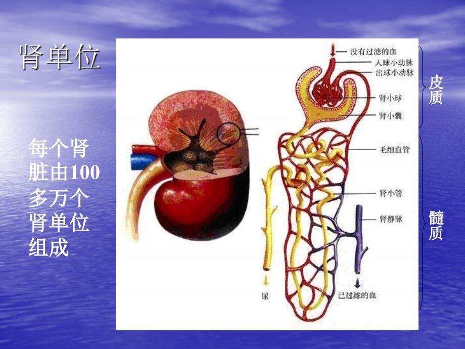 上传七年级生物尿的形成和排出_第4页