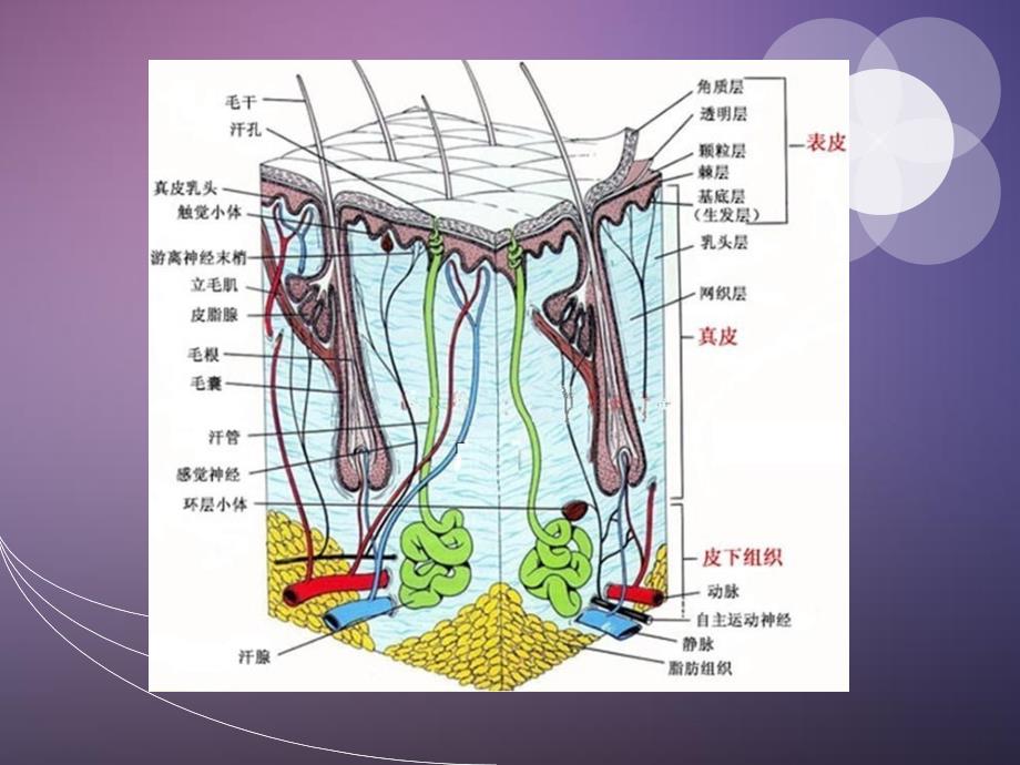 烟台洛神整形美容皮肤基础知识_第2页