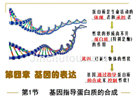 四1基因指导蛋白质的合成