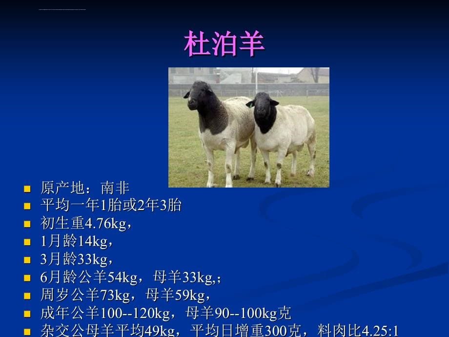 肉羊品种及饲养管理.ppt培训课件_第5页