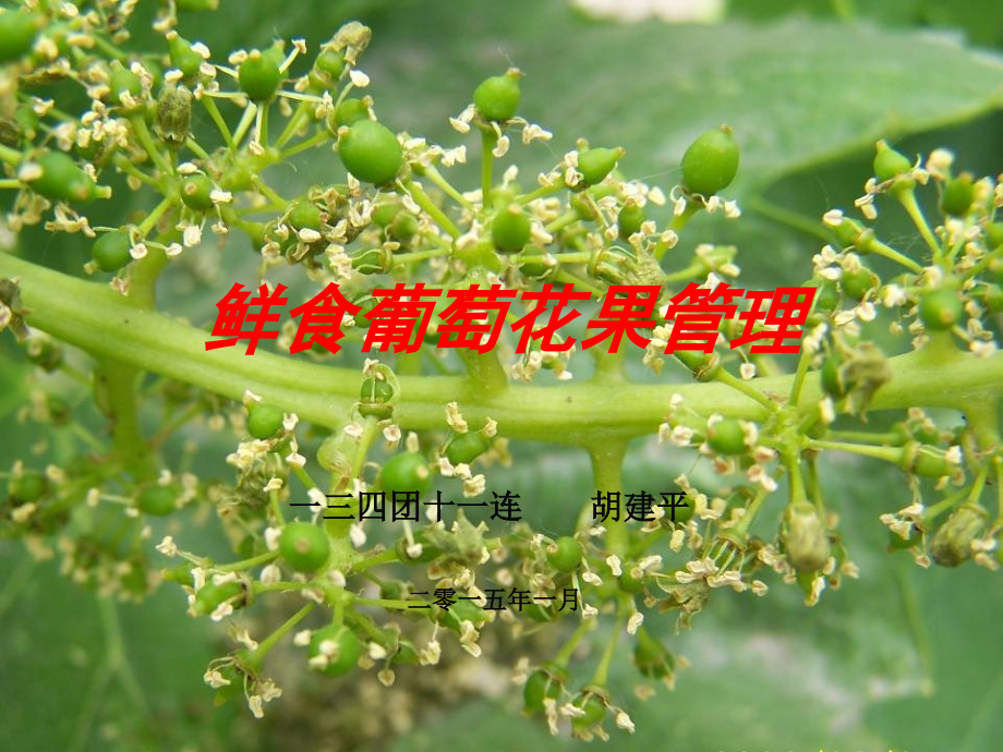 鲜食葡萄花果管理ppt培训课件_第1页