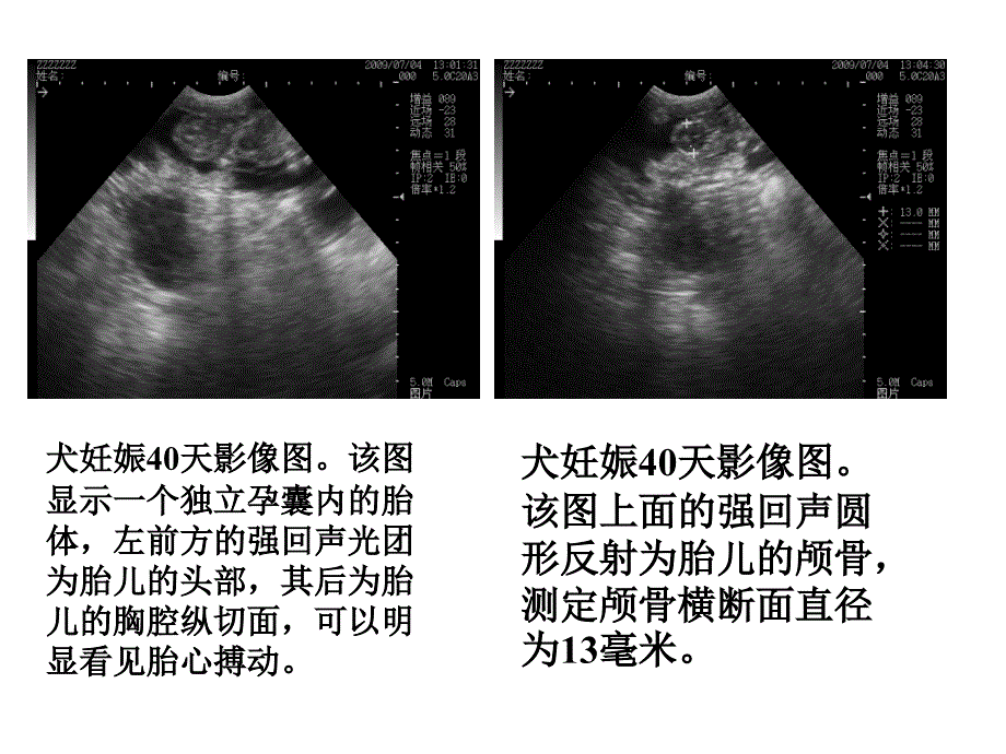 宠物胃肠及小器官超声检查一_第4页