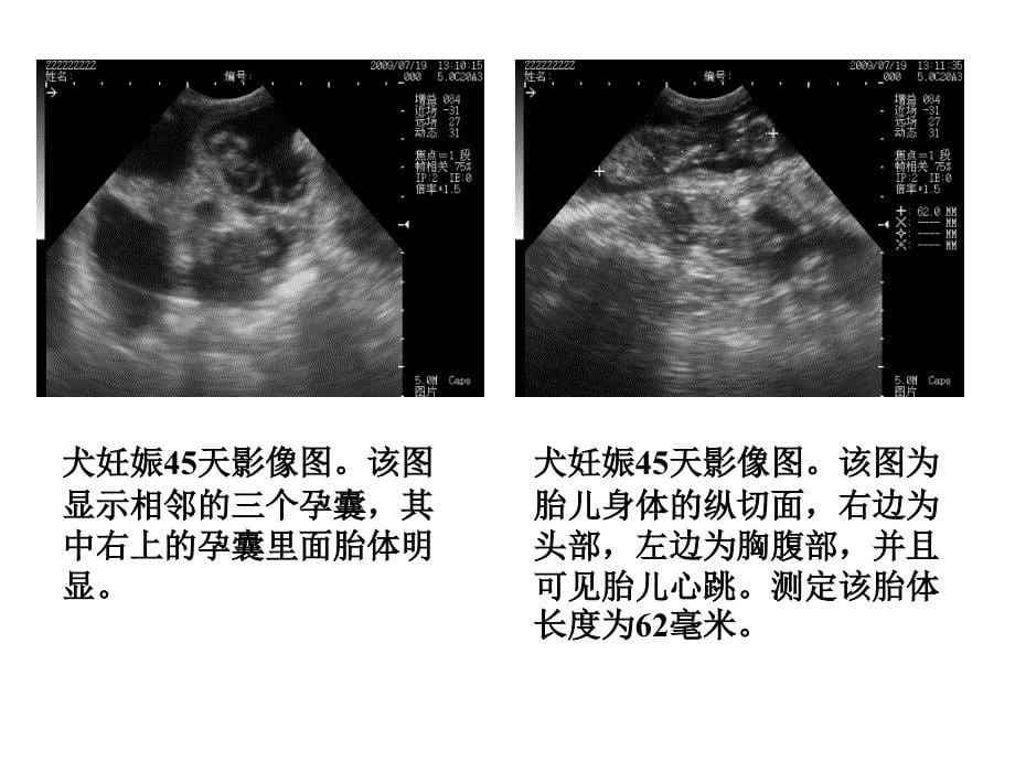 宠物胃肠及小器官超声检查一_第5页