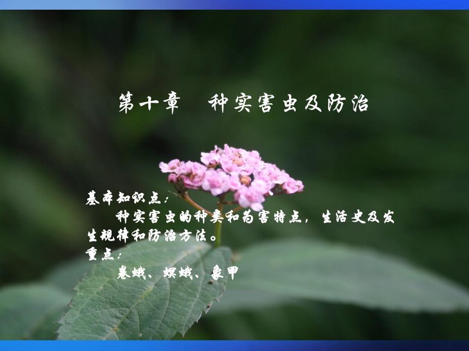 种实害虫--蛀干害虫及防治ppt培训课件_第1页