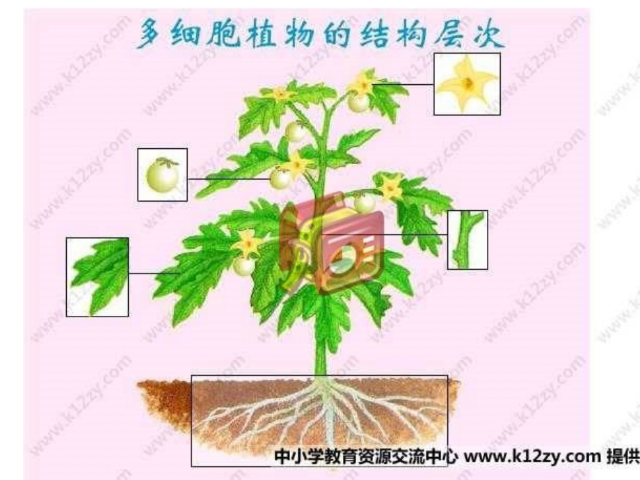 蔬菜根菜类ppt培训课件_第2页