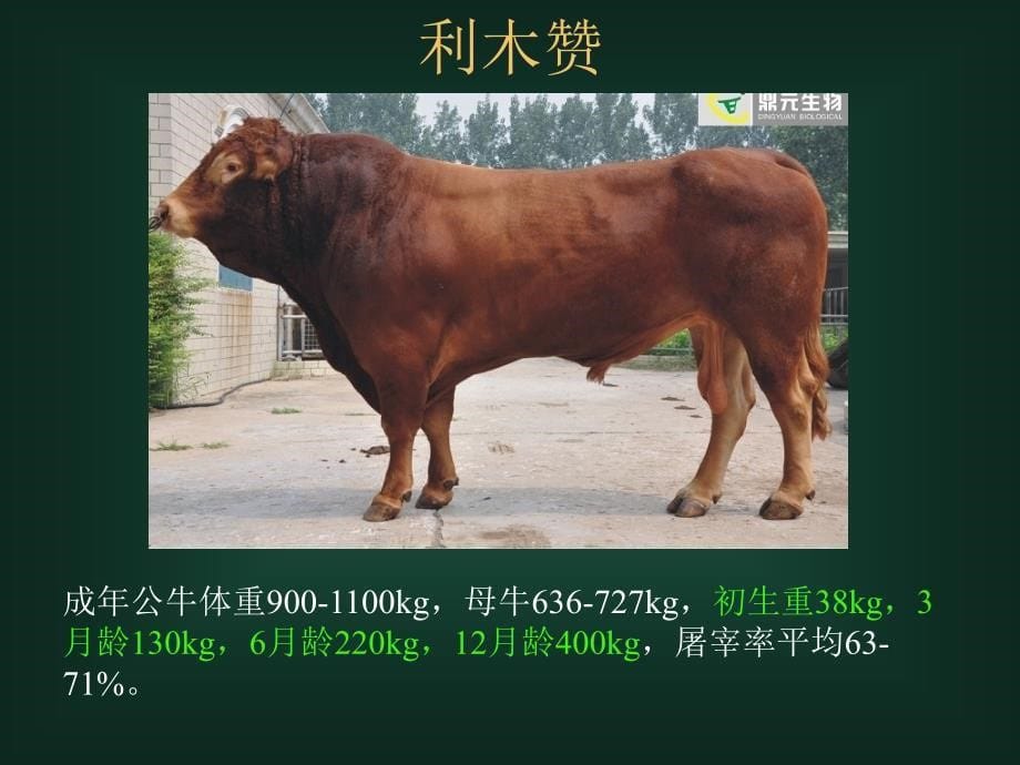 肉牛品种及饲养管理ppt培训课件_第5页