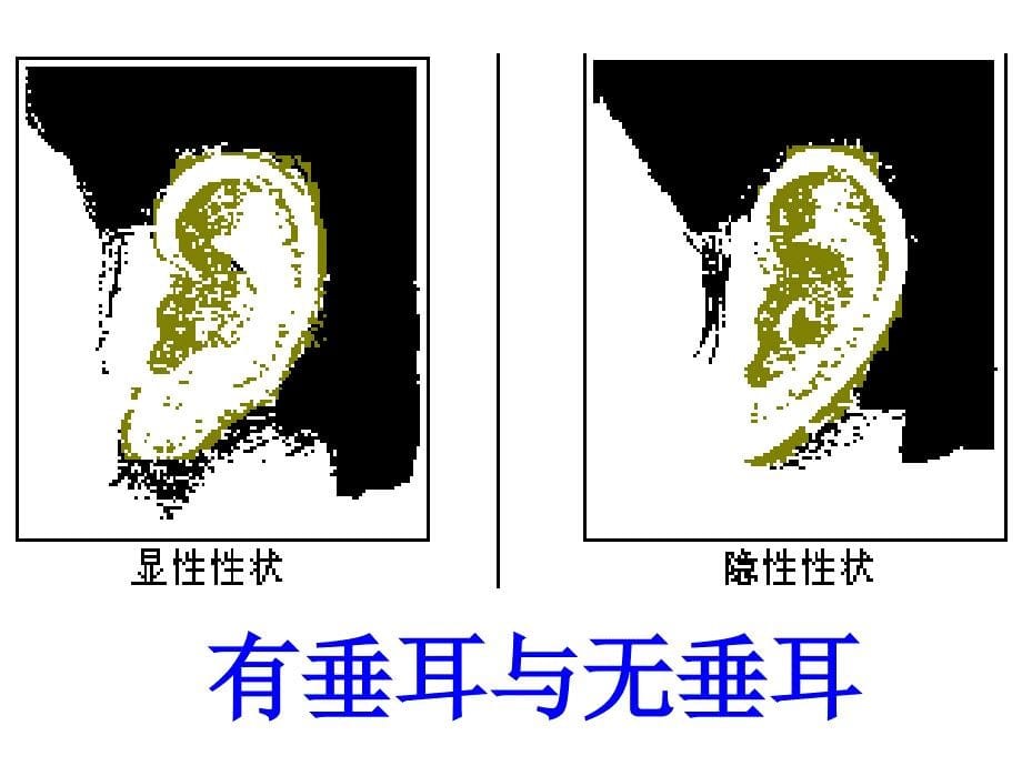 八年级生物生物的遗传和变异2_第5页