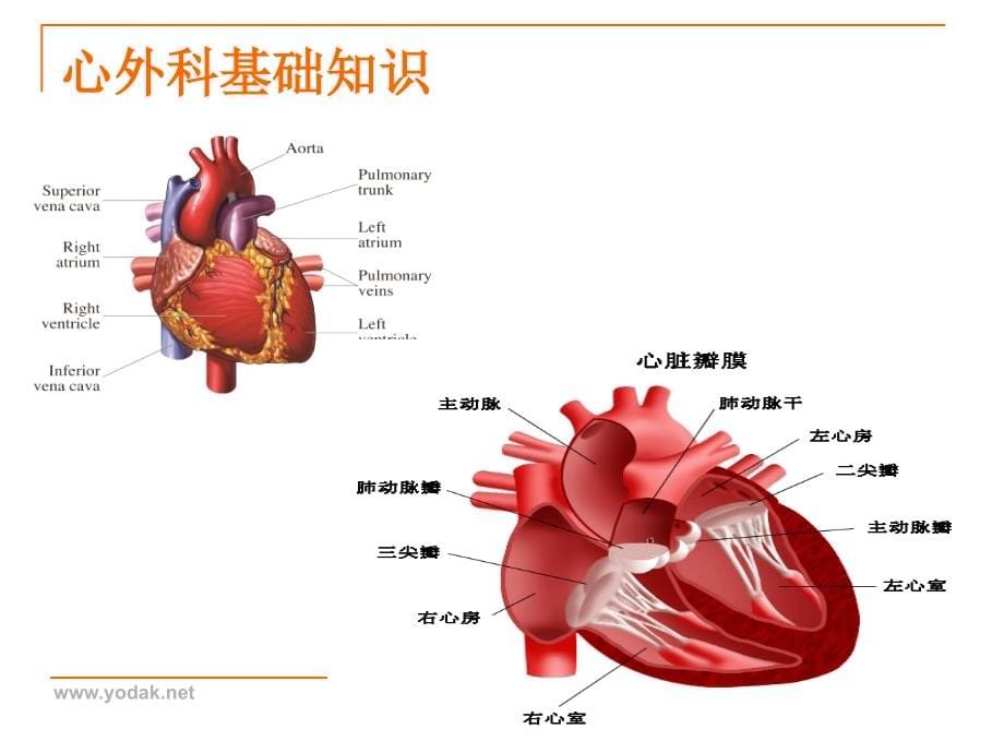 心脏外科概述及心脏常见疾病_第5页