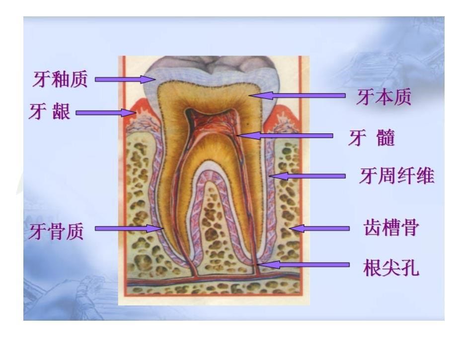 自我推拿治疗牙痛ppt培训课件_第5页