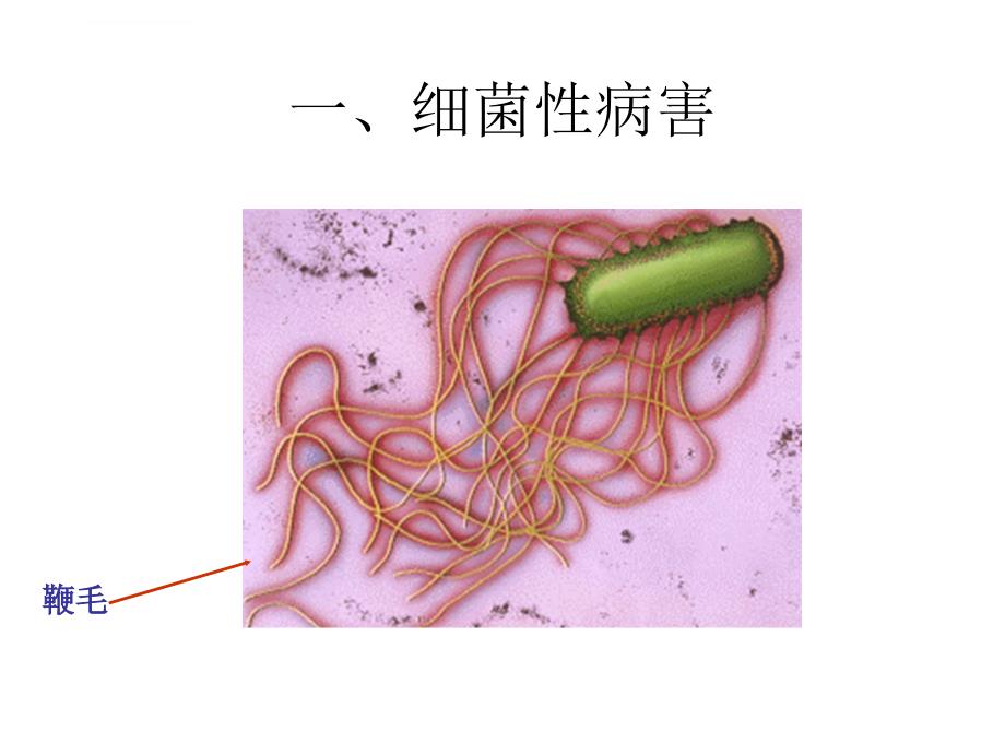 蔬菜病害综合版ppt培训课件_第4页