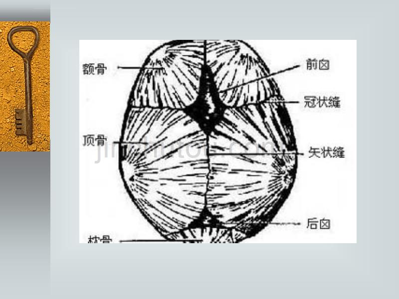 诊断学头颈部-检查ppt培训课件_第4页