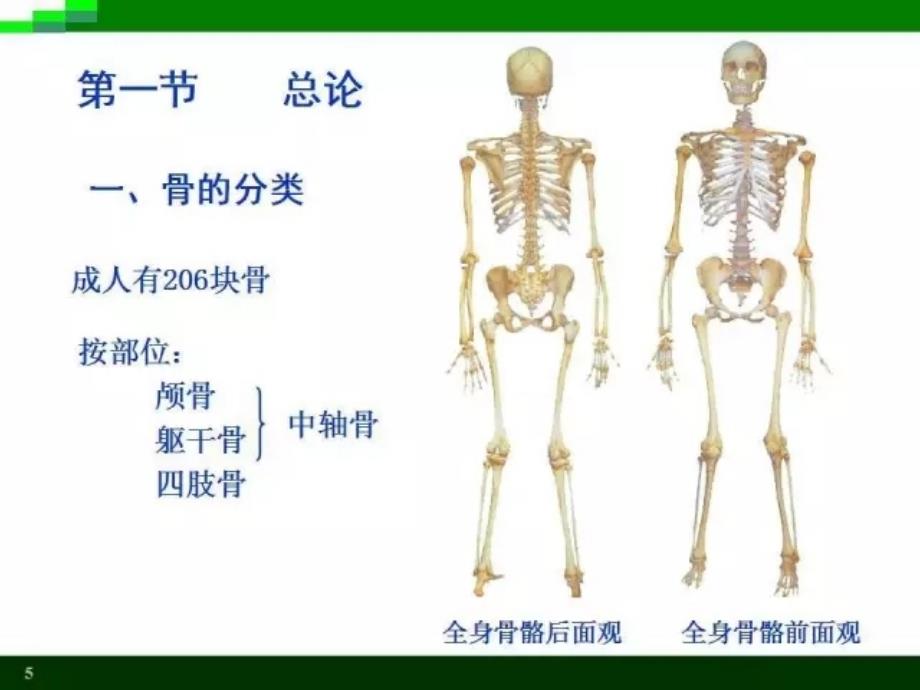 运动系统●骨学ppt培训课件_第4页