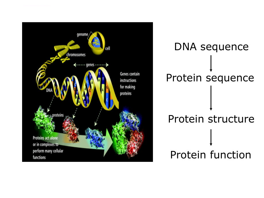 蛋白质的序列分析及结构预测ppt培训课件_第2页