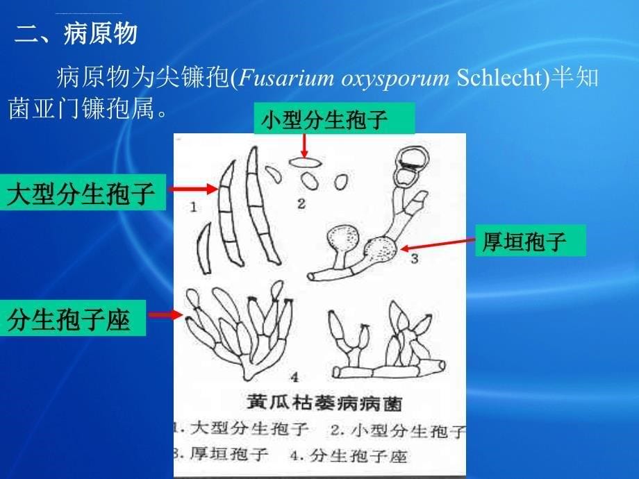 葫芦科蔬菜_病害ppt培训课件_第5页