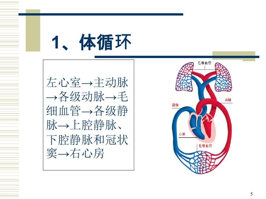 解剖生理学脉管系统-第一、二节ppt培训课件_第5页