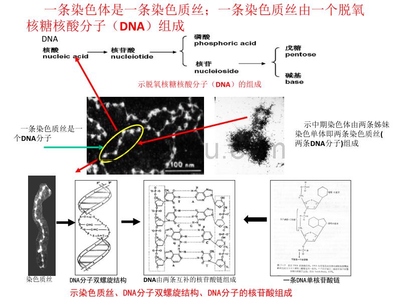 2012从基因染色体到临床特征_第3页