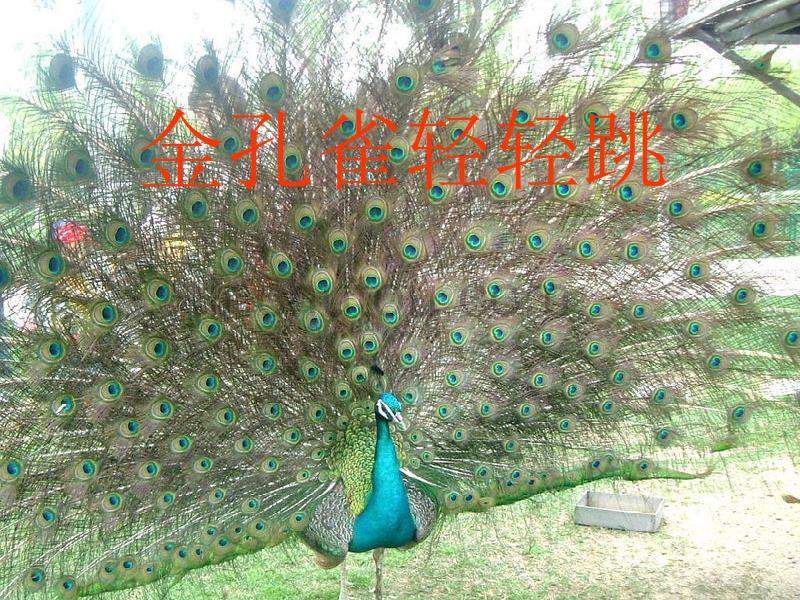 人音版音乐二年级上册《金孔雀轻轻跳》课件_第1页