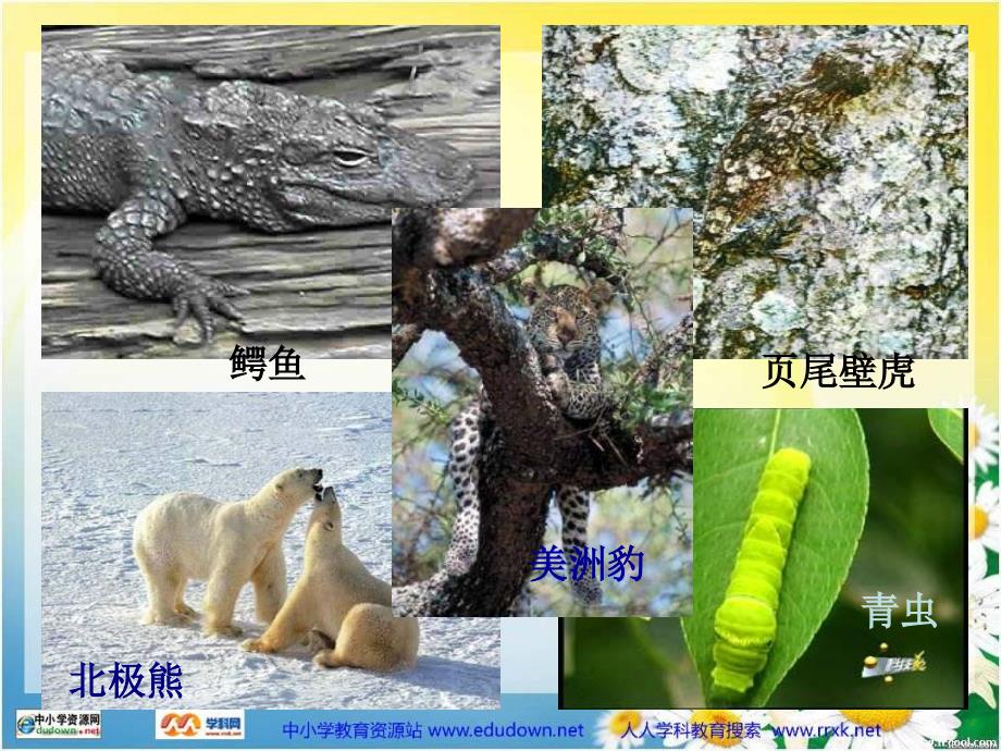 首师大版科学三下《动物怎样保护自己》PPT课件精品_第2页