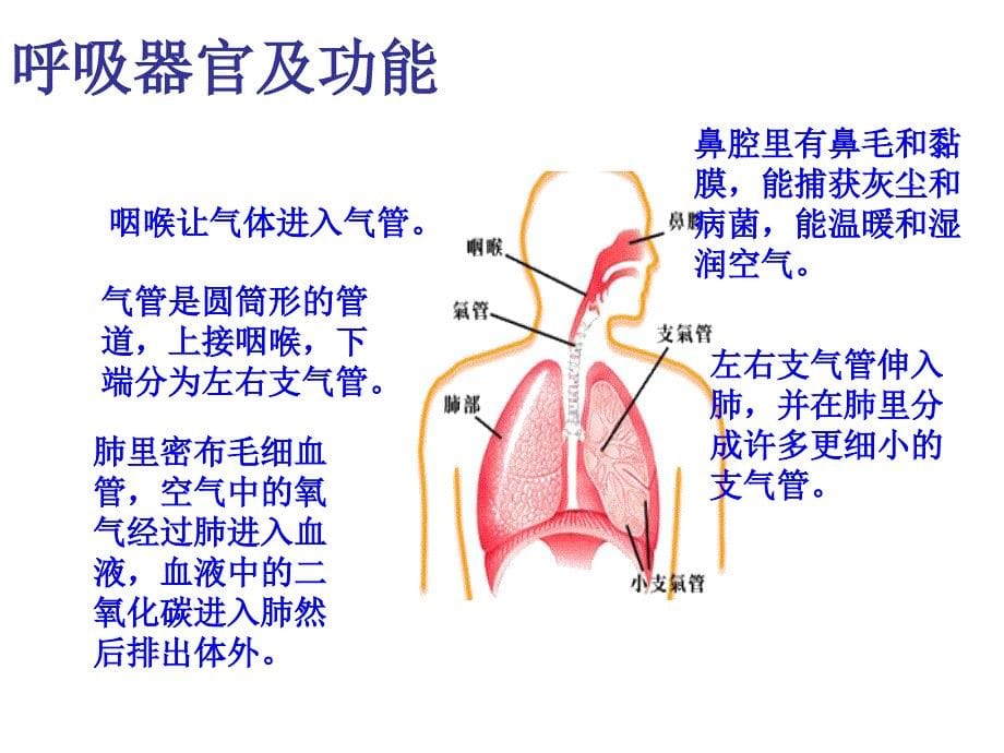 苏教版科学五上《呼吸和血液循环》复习课PPT课件3_第5页