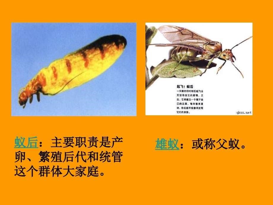 人教版小学音乐一年级下册《小蚂蚁》ppt课件2教学课件_第5页