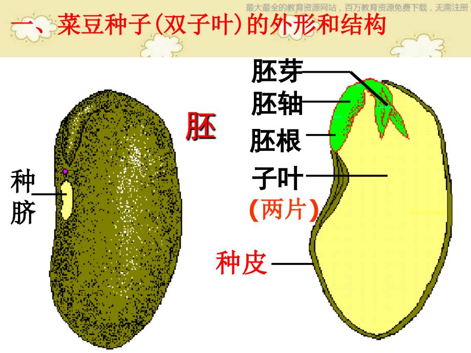 苏教版科学三年级下册《植物的一生》PPT课件6_第3页