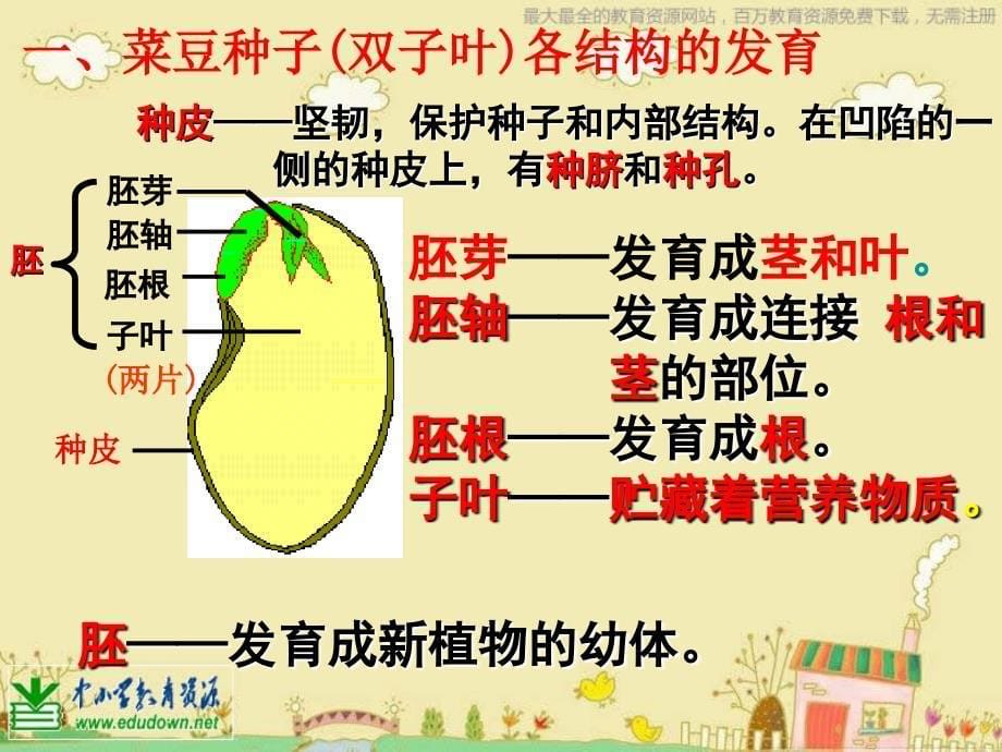 苏教版科学三年级下册《植物的一生》PPT课件6_第5页