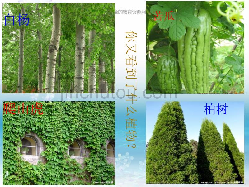 苏教版科学三上《校园里的植物》PPT课件16精品_第3页