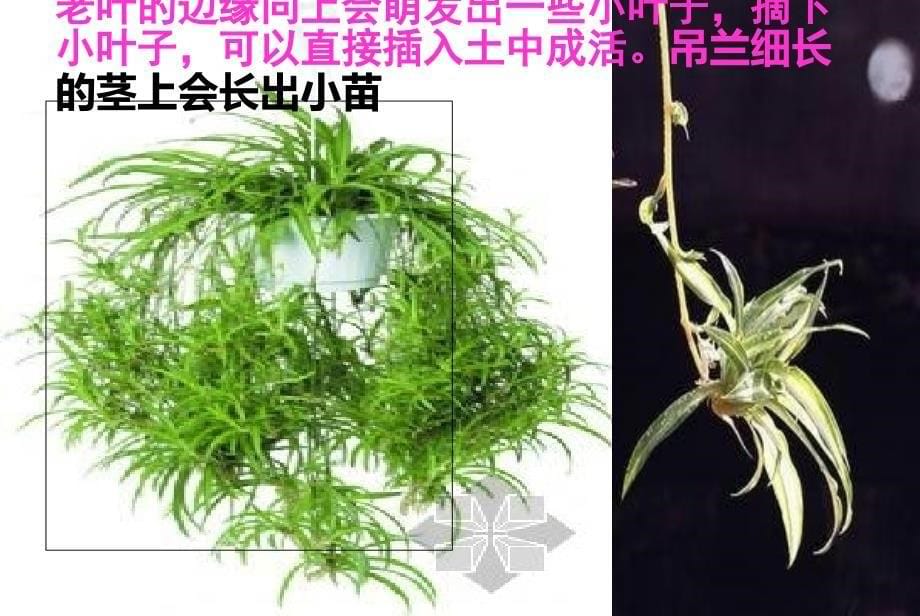 苏教版科学五下《不用种子也能繁殖吗》PPT课件3_第5页