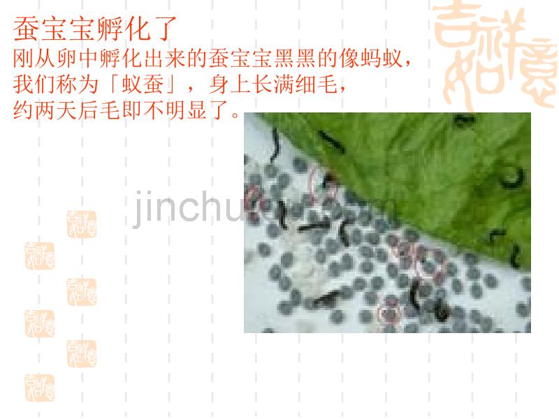 苏教版科学四下《养蚕经验交流会》PPT课件1_第5页