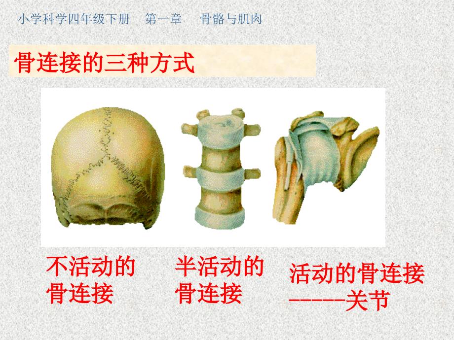 苏教版科学四下《关节》PPT课件5_第2页